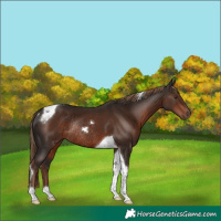 Horse Color:Liver Chestnut Tobiano Rabicano 
