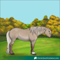 Horse Color:Silver Grullo 