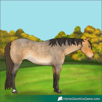 Horse Color:Buckskin Roan 