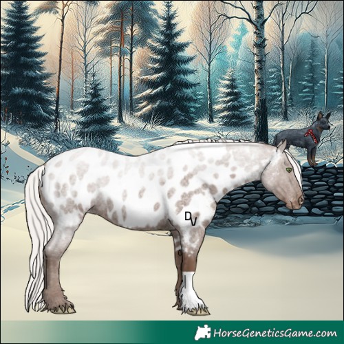 Horse Color:Silver Blue Roan Appaloosa 