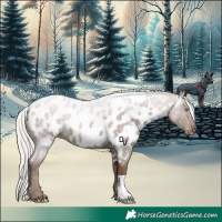 Horse Color:Silver Blue Roan Appaloosa 