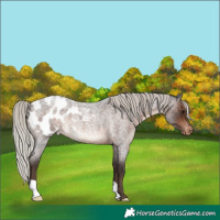 Horse Color:Silver Brown Roan Appaloosa Rabicano 