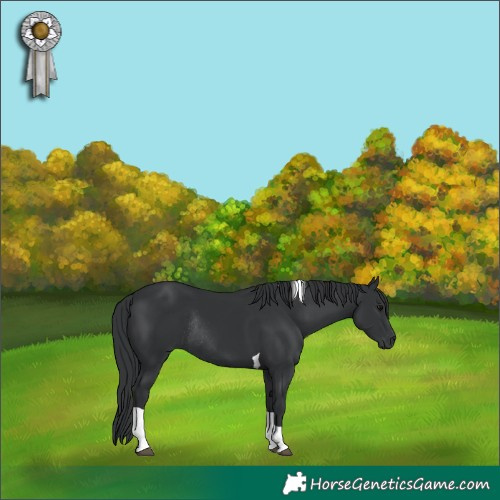Horse Color:Black Tobiano Rabicano