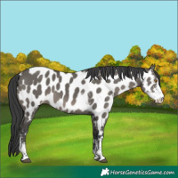 Horse Color:Grullo Sabino Near Leopard 