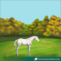 Horse Color:Perlino Dun