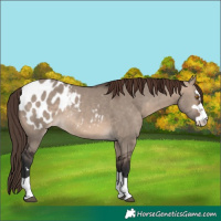 Horse Color:Brown Dun Mushroom Appaloosa 