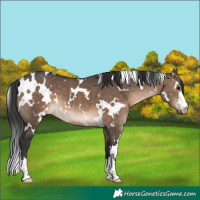 Horse Color:White Spotted Brown Dun