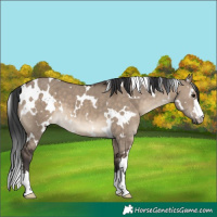 Horse Color:White Spotted Brown Dun 