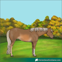 Horse Color:Chocolate Palomino and Chocolate Palomino