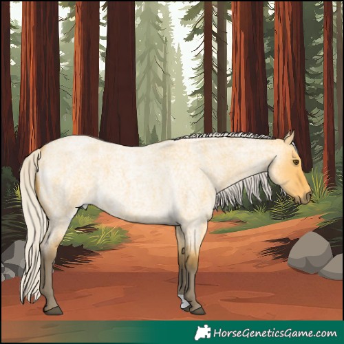 Horse Color:Silver Buckskin Roan Dun 