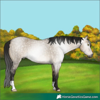 Horse Color:Gray Bay Roan Dun 