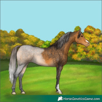 Horse Color:Buckskin Appaloosa 