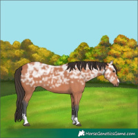 Horse Color:Bay Ice 