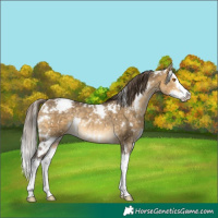Horse Color:White Spotted Buckskin Dun Splash Appaloosa Rabicano 