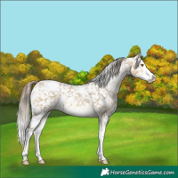 Horse Color:White Spotted Buckskin Dun Splash Appaloosa Rabicano 