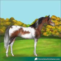 Horse Color:Brown Tobiano Frame Rabicano 