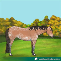 Horse Color:Bay Ice 