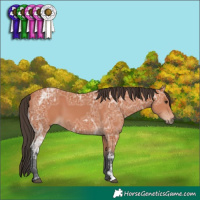 Horse Color:Bay Ice