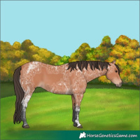 Horse Color:Bay Ice 