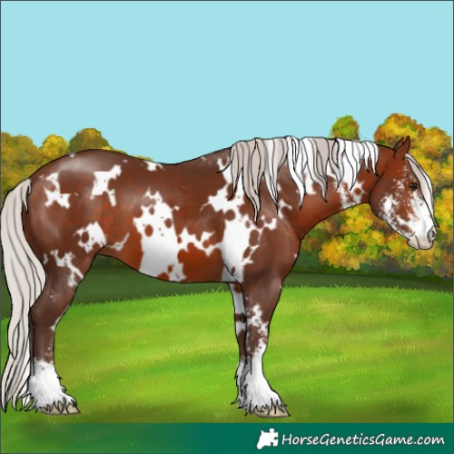 Horse Color:White Spotted Silver Brown Sabino 
