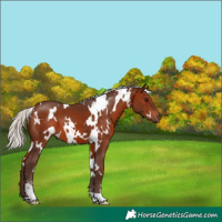 Horse Color:White Spotted Silver Brown Sabino 