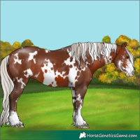 Horse Color:White Spotted Silver Brown Sabino