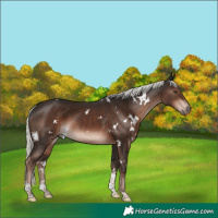 Horse Color:White Spotted Liver Chestnut Mushroom Tobiano 
