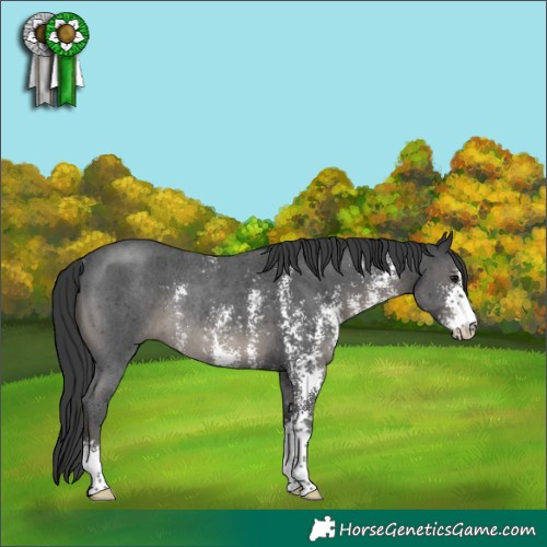 Horse Color:Black Sabino Rabicano 