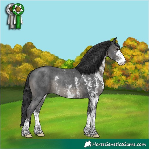 Horse Color:Black Sabino Rabicano 