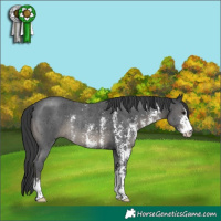 Horse Color:Black Sabino Rabicano 