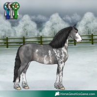 Horse Color:Black Sabino Rabicano 