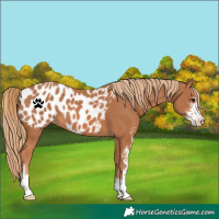 Horse Color:Chestnut Sabino Appaloosa