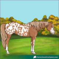 Horse Color:Chestnut Sabino Near Leopard 