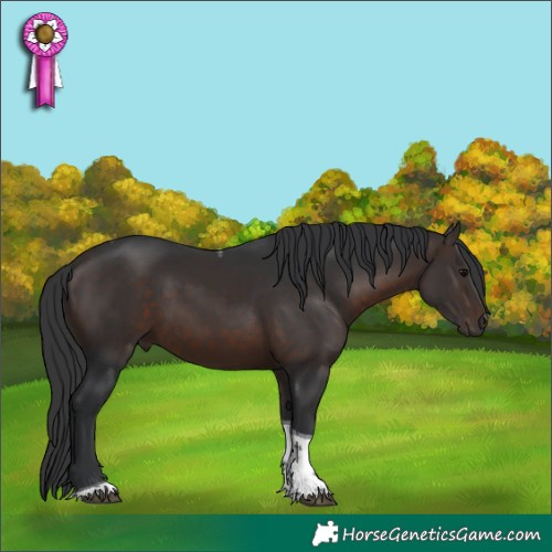 Horse Color:Brown Tobiano 