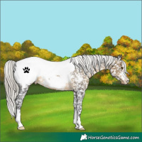 Horse Color:Silver Buckskin Snowcap Rabicano