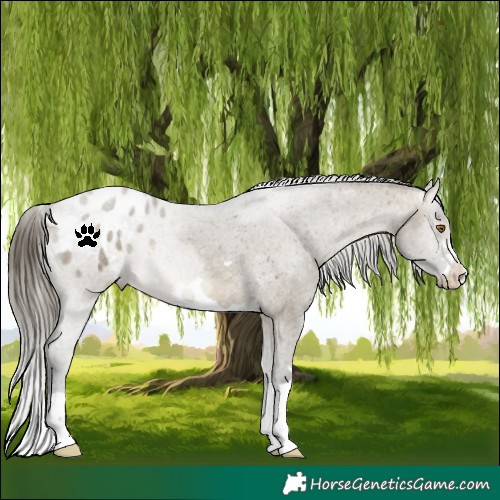 Horse Color:Buckskin Dun Appaloosa 