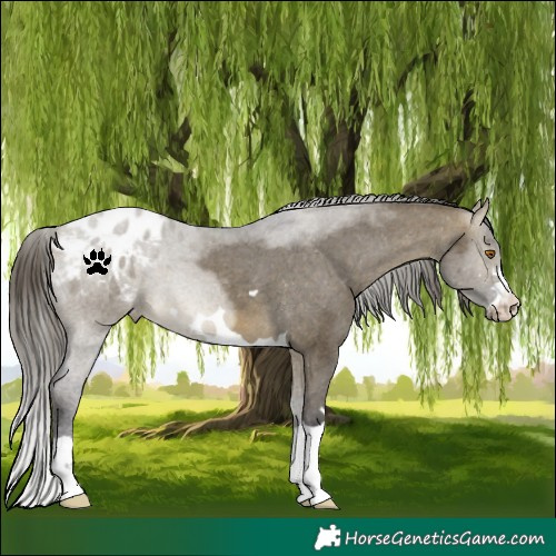 Horse Color:Buckskin Dun Appaloosa