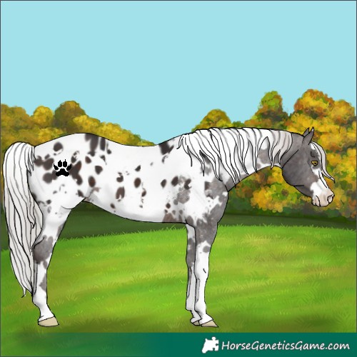 Horse Color:White Spotted Silver Brown Appaloosa 