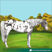 Horse Color:White Spotted Silver Brown Appaloosa