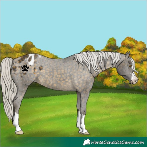 Horse Color:Silver Buckskin Appaloosa 