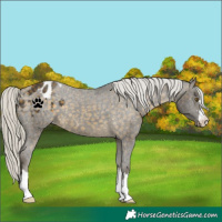 Horse Color:Silver Buckskin Appaloosa 
