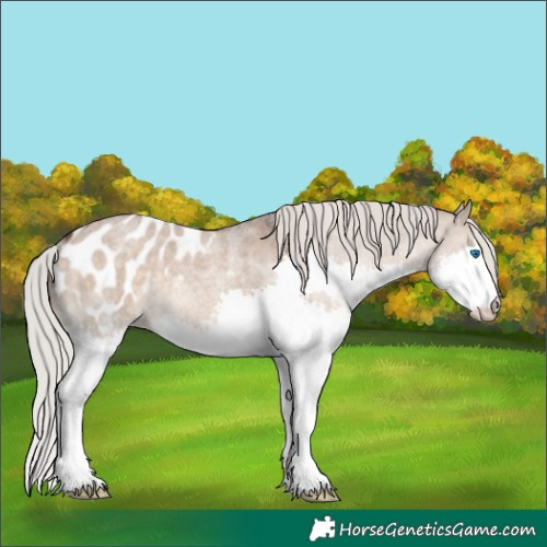 Horse Color:Silver Bay Roan Dun Sabino Splash Appaloosa Rabicano 