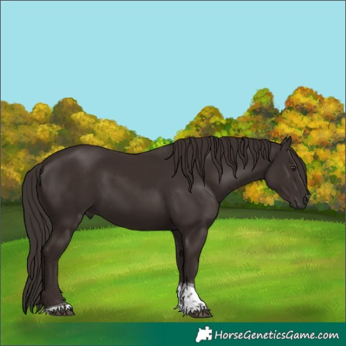 Horse Color:Liver Chestnut Tobiano 