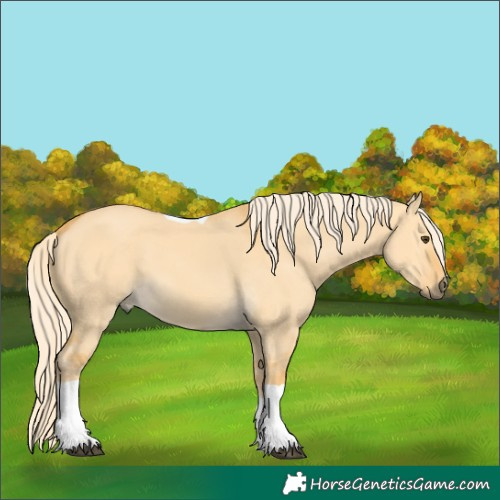 Horse Color:Palomino Dun Tobiano 
