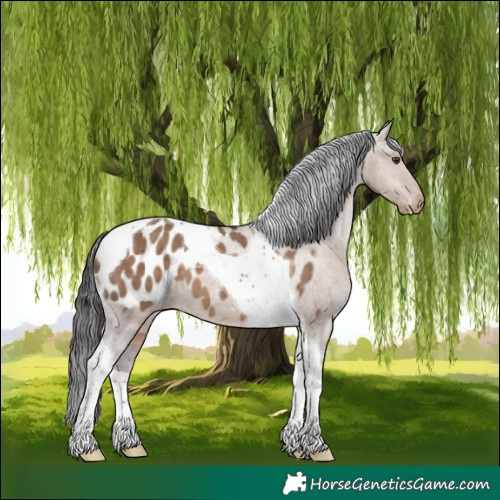 Horse Color:Liver Red Dun Tobiano Blanket 
