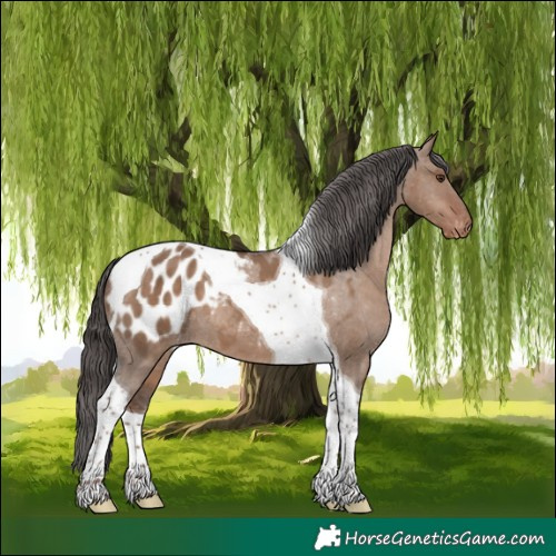 Horse Color:Liver Red Dun Tobiano Appaloosa 