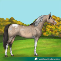 Horse Color:Bay Dun Tobiano Frame Varnish Rabicano 