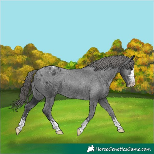 Horse Color:Black Appaloosa Rabicano 