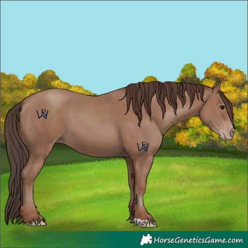 Horse Color:Classic Champagne 