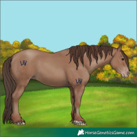 Horse Color:Classic Champagne